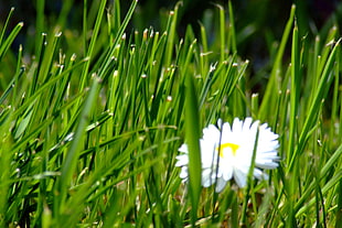white Daisy flower with grass